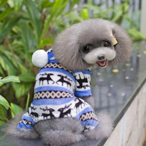 dog coat