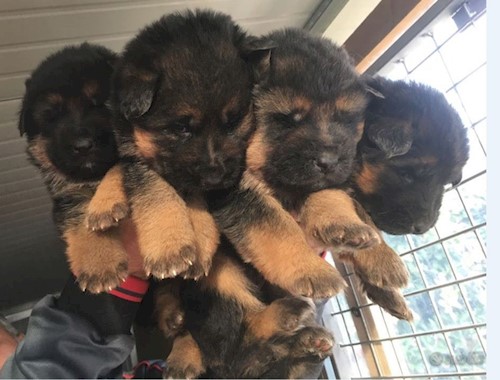 German Sheppard