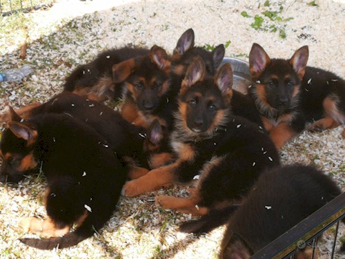 German Sheppard