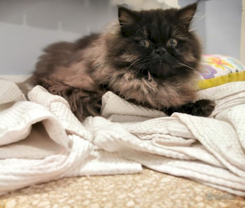 Persian Cat
